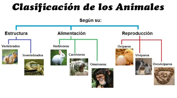 tipos de animales