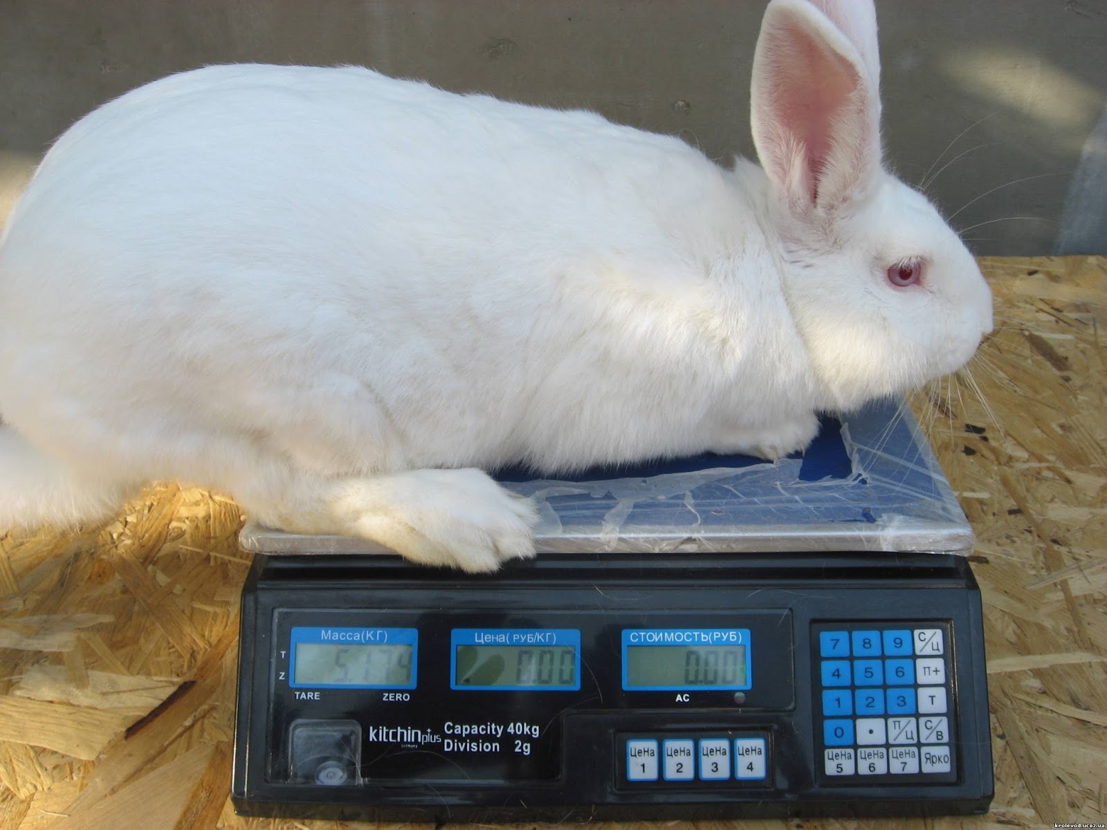 Вес порода кроликов. Кролик белый великан вес. Кролик белый великан. Кролики великаны вес максимум. Взвешивание кроликов.