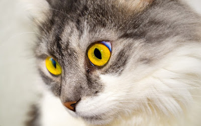 alt="gato de ojos amarillos posible portador de la enfermedad"