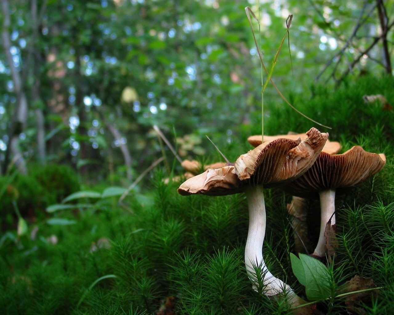 2013 New Full HD Wallpapers 1280x1024px - freecelebritywallpapers