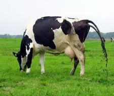 Bagaimana Mengatasi Mencret (diare) pada sapi atau kambing