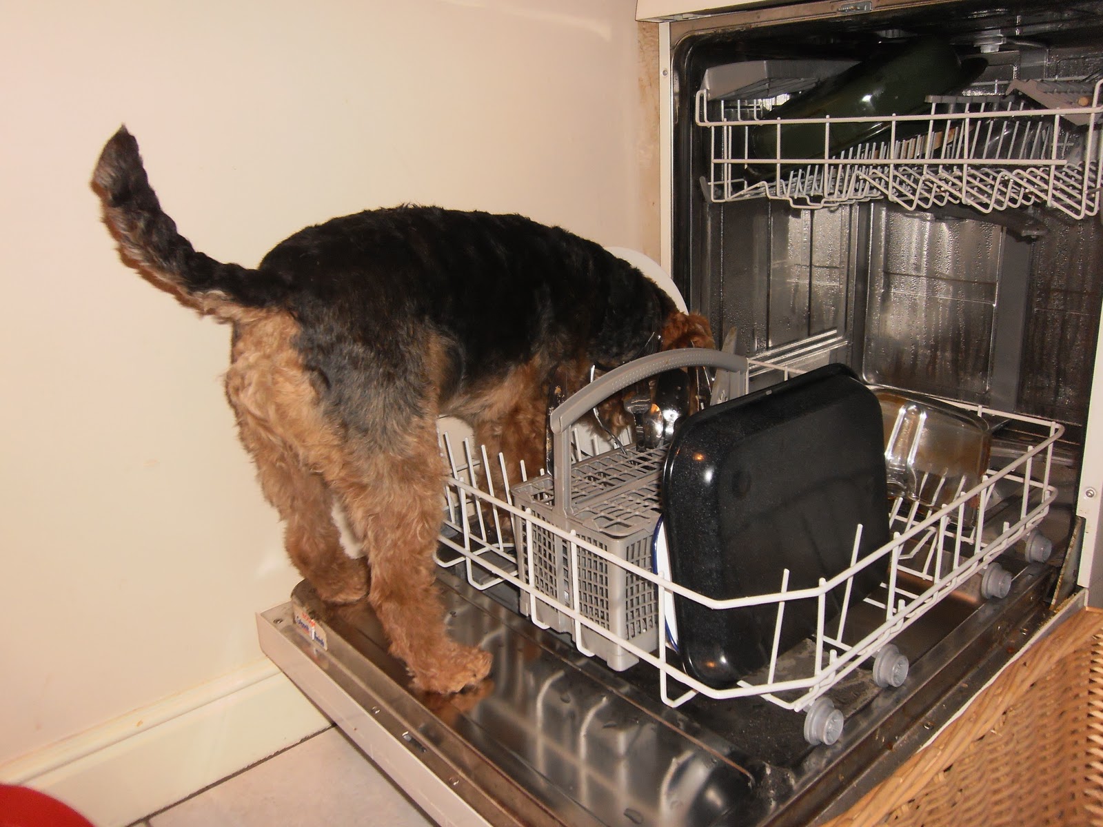 Archie's Dog Blog On Dish Washing