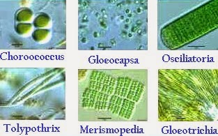 Contoh Gambar Jenis Cyanobacteria (Alga HIjau Biru) 