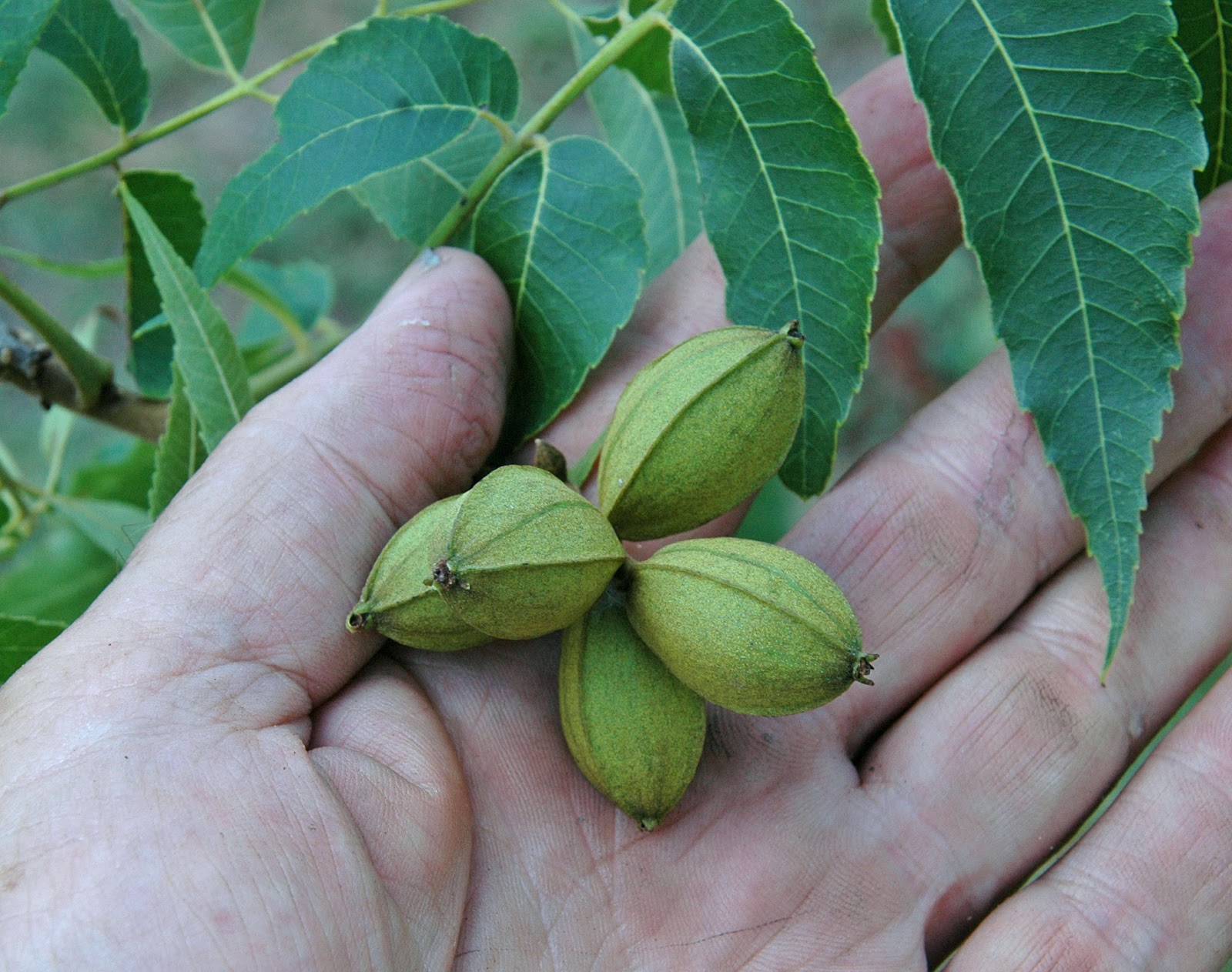 Northern Pecans Pecans grow rapidly in July