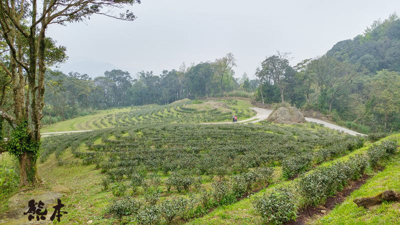 熊空茶園櫻花季|三峽熊空古窯|三峽同心茶園|三峽熊空櫻花園
