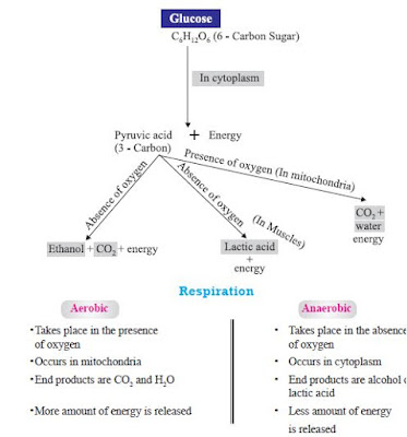 Breakdown of Glucose by Various Pathways