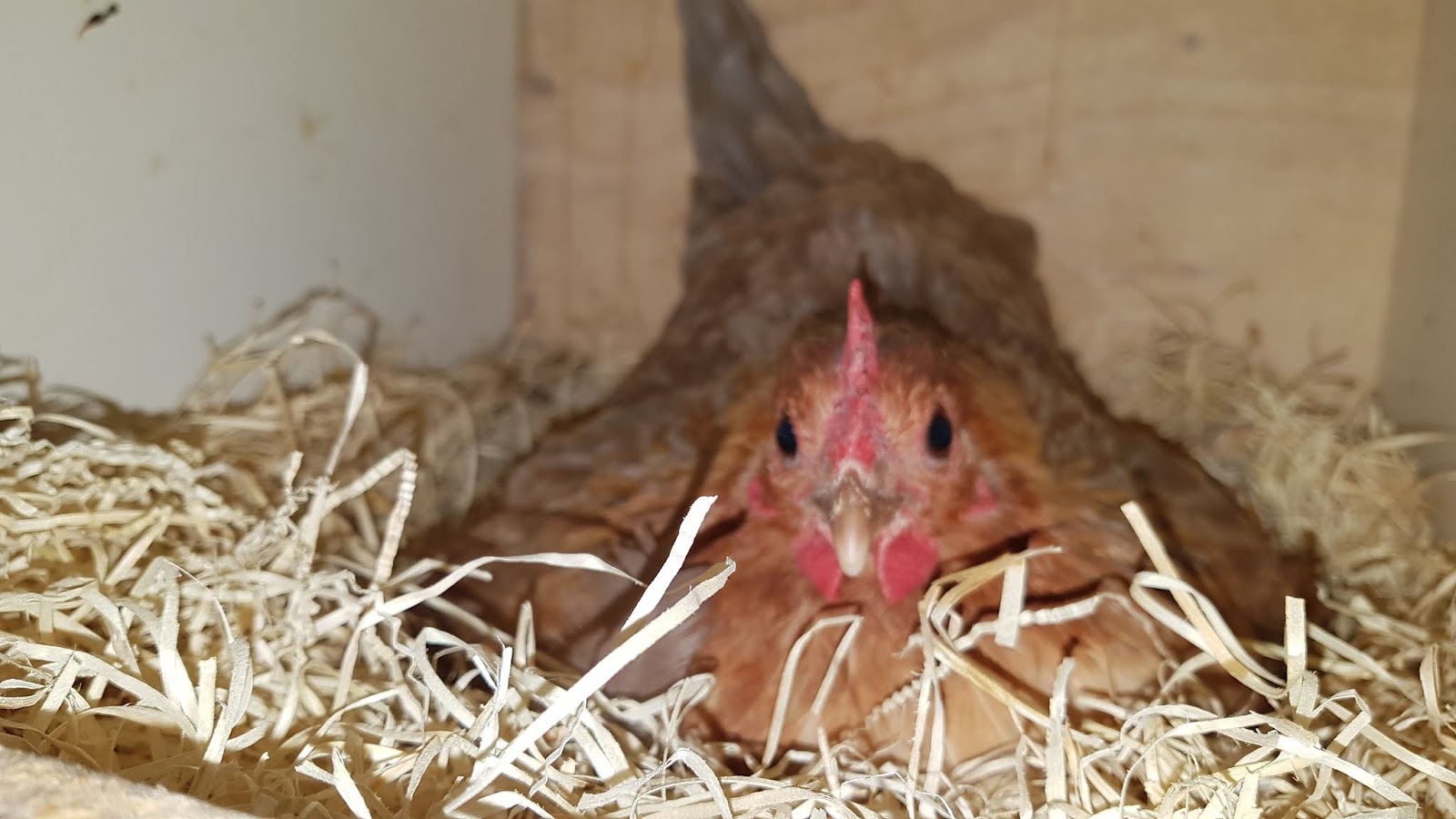 Nude Ebony perse kuvia