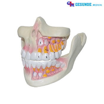 Jual Torso Organ Tubuh Rahang Gigi Torso Organ Tubuh Rahang Gigi