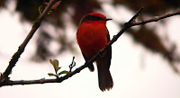 Bird Life on Sierra Negra and Volcan Chico, Isabela Island, Galapagos