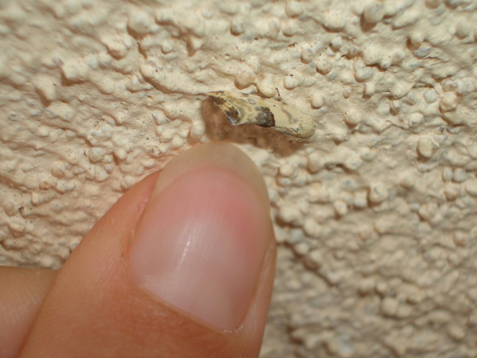 Big Bend Texas Nature Poomoths