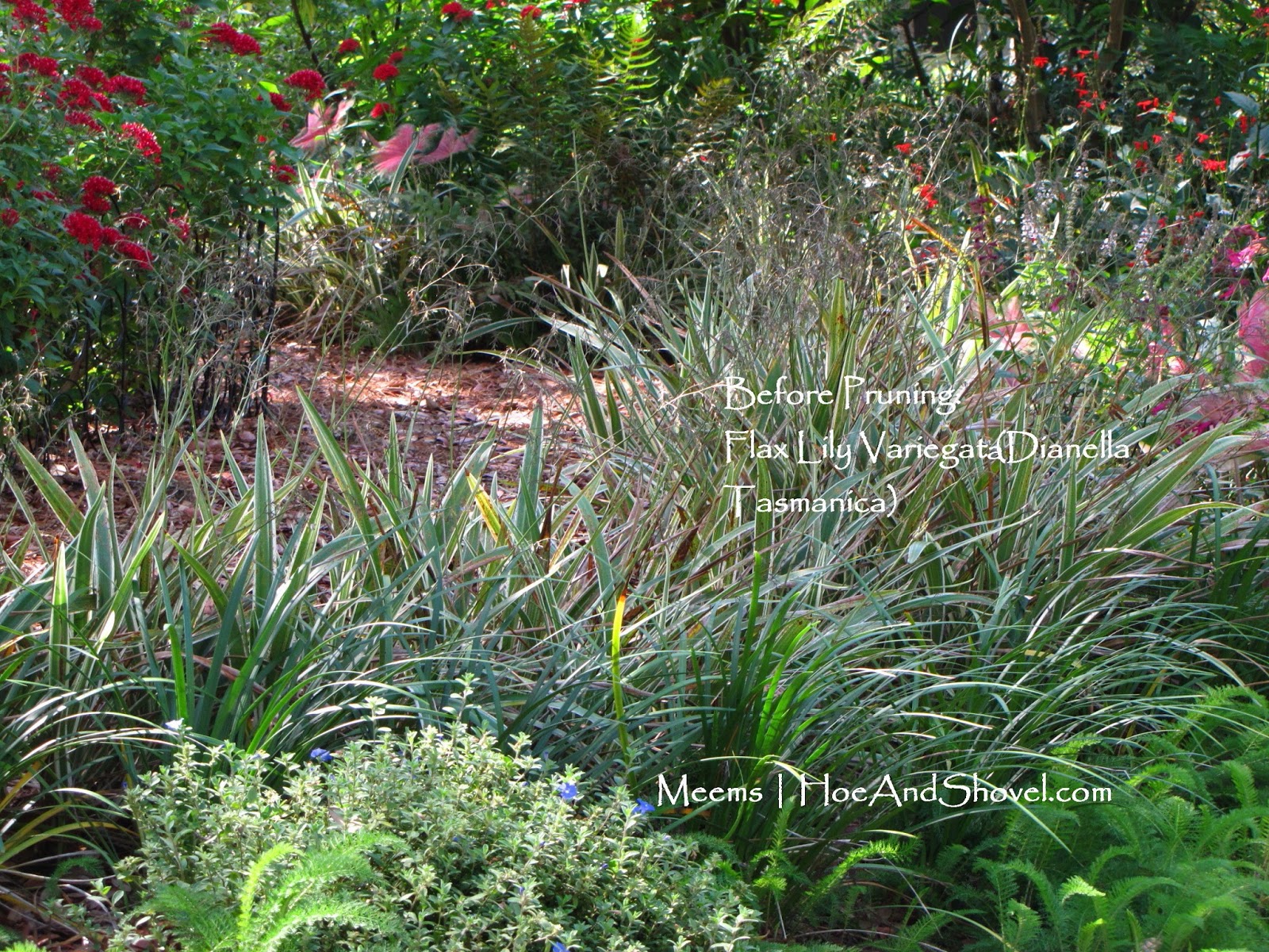 Hoe and Shovel Want To Love Your Flax Lily Plants Even More?