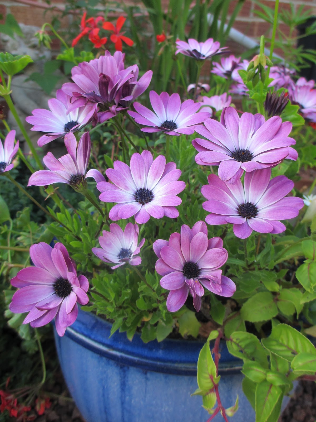 Ivy, Phyllis and Me! PHYLLIS IS TRAVELLING NORTH