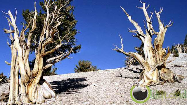 The Methuselah Tree