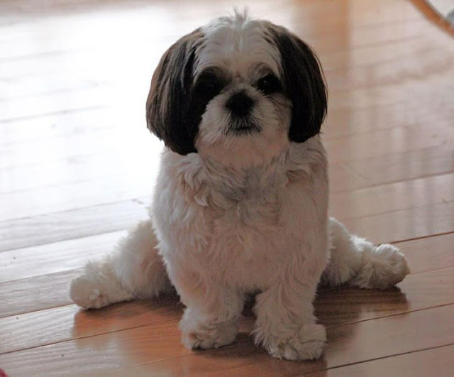 Não deixe o seu shih tzu associar isolamento a punição