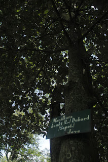  Tanaman sawo kecil adalah tanaman pohon yang sering kita jumpai berada disekitar kita Manfaat Tanaman Sawo Kecik (Manilkara Kauki L. Dubard)