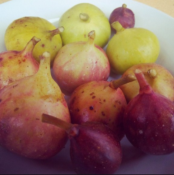 Manfaat Buah Tin
