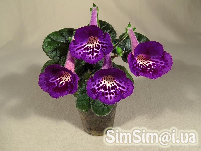 Simingeria Rares Beauty will save the world!!!: Sinningia