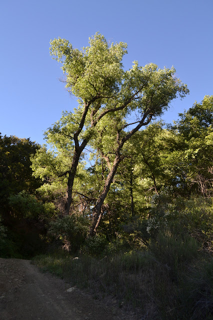 tall cottonwoods