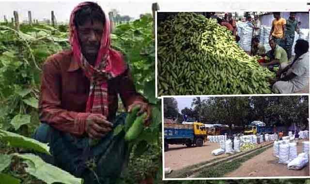 The market price and good of grain bumper in sudulapure সাদুল্যাপুরে শশার বাম্পার ফলন বাজারে দামও ভালো