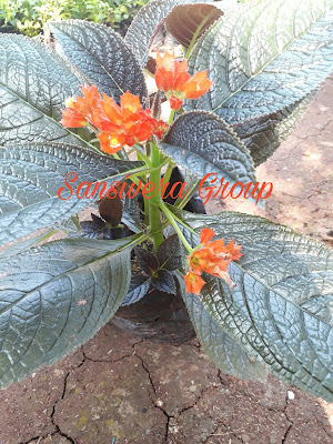 Tanaman Bunga Begonia Tanaman Bunga Begonia