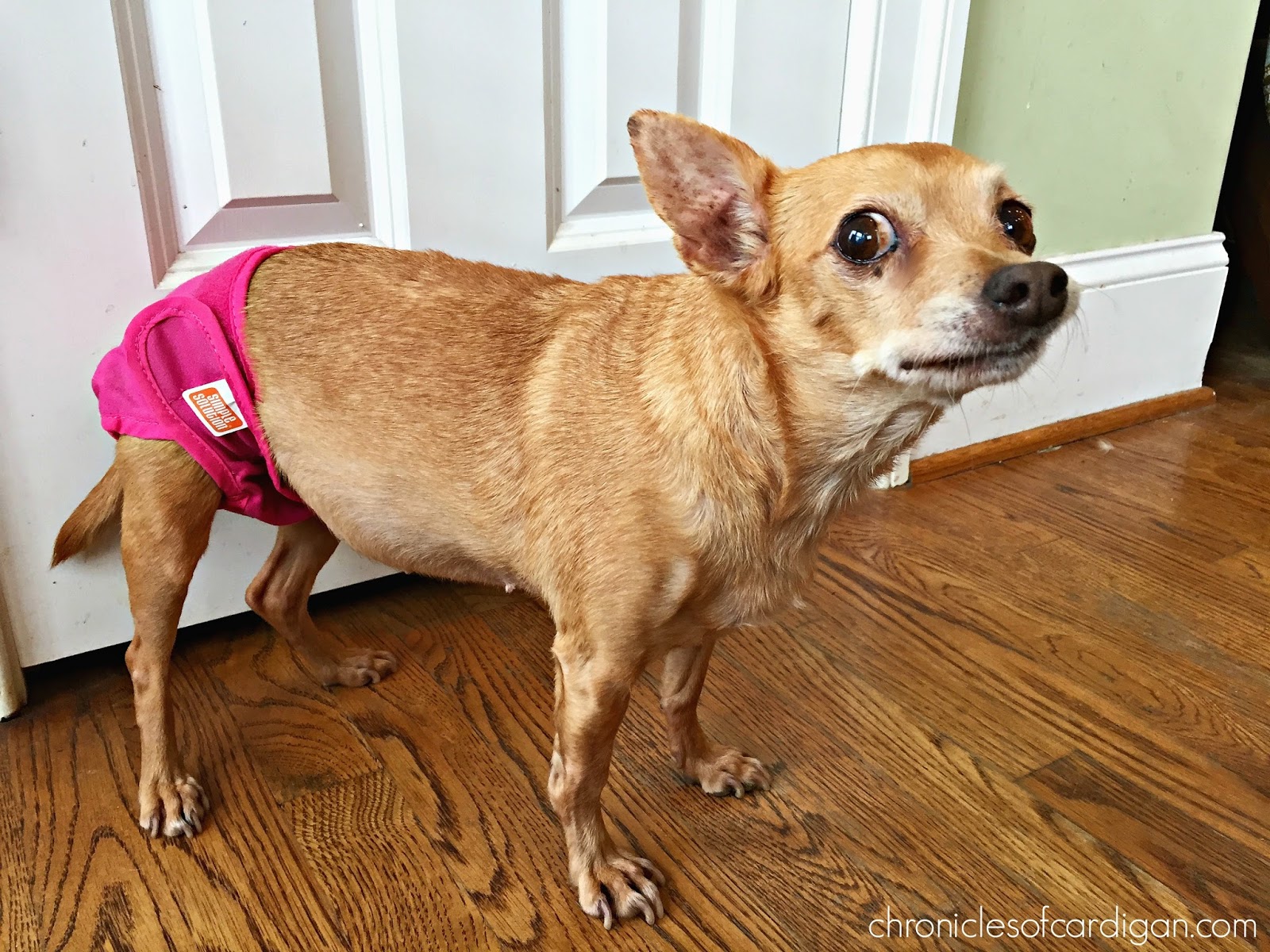 dog flea underwear why give protection should dignity laughing isn behind