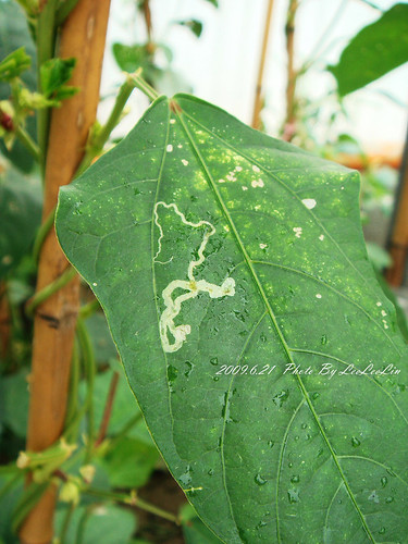 名記豆腐工廠|名豐豆花|名豐豆腐