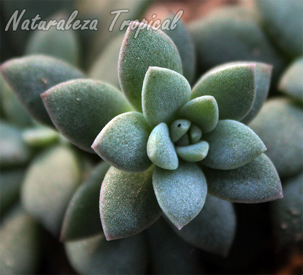 Planta suculenta del género Echeveria