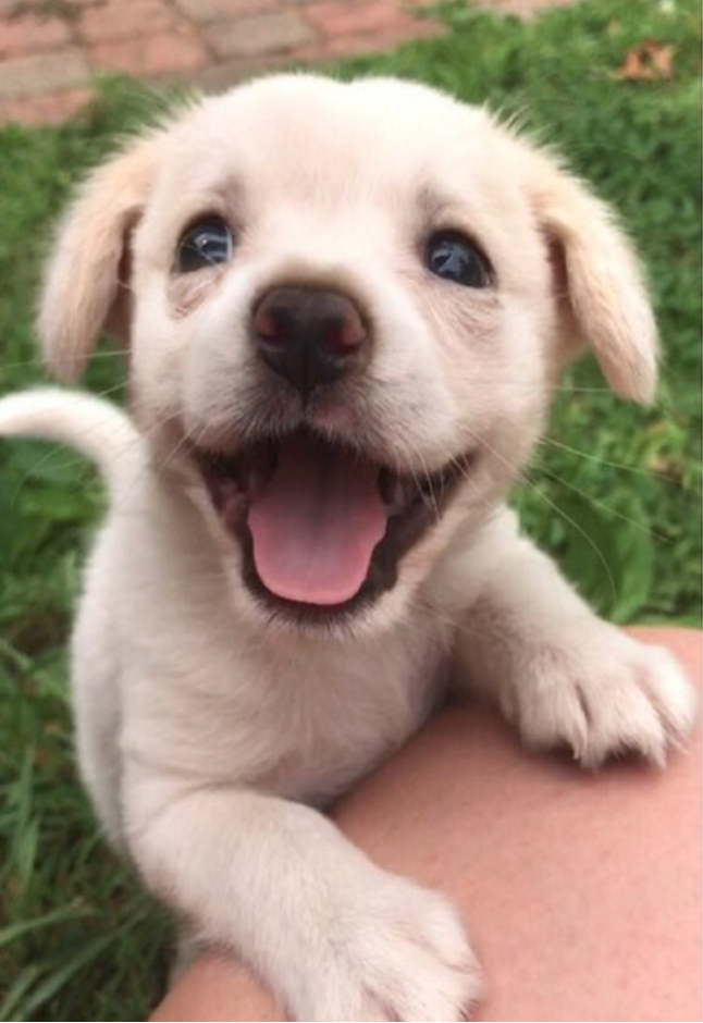 happiest puppy in the world