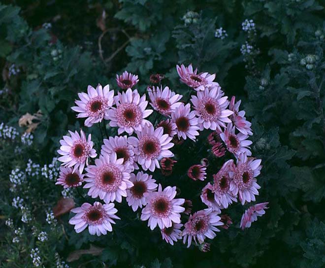 Beechwood Landscape Architecture and Construction Garden Mum