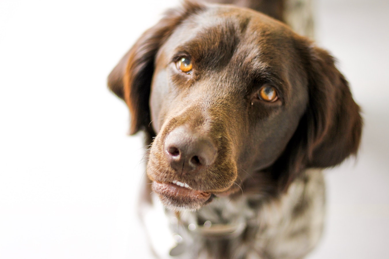 Dog Staring -