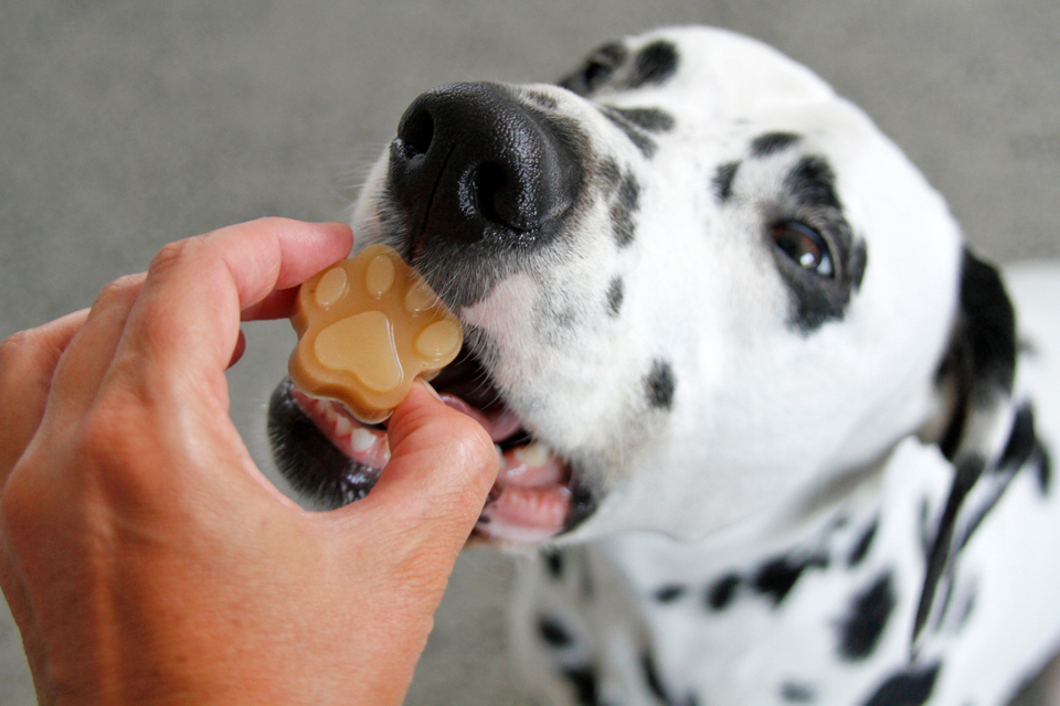 Dalmatian DIY Using Homemade Bone Broth and Gelatin in Gummy Treats