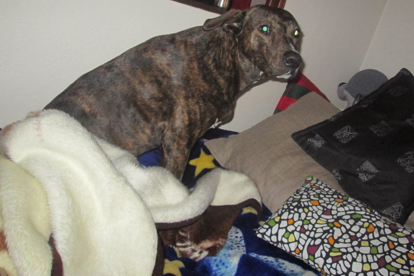 Vicky�s Modeblogg Kall hund P