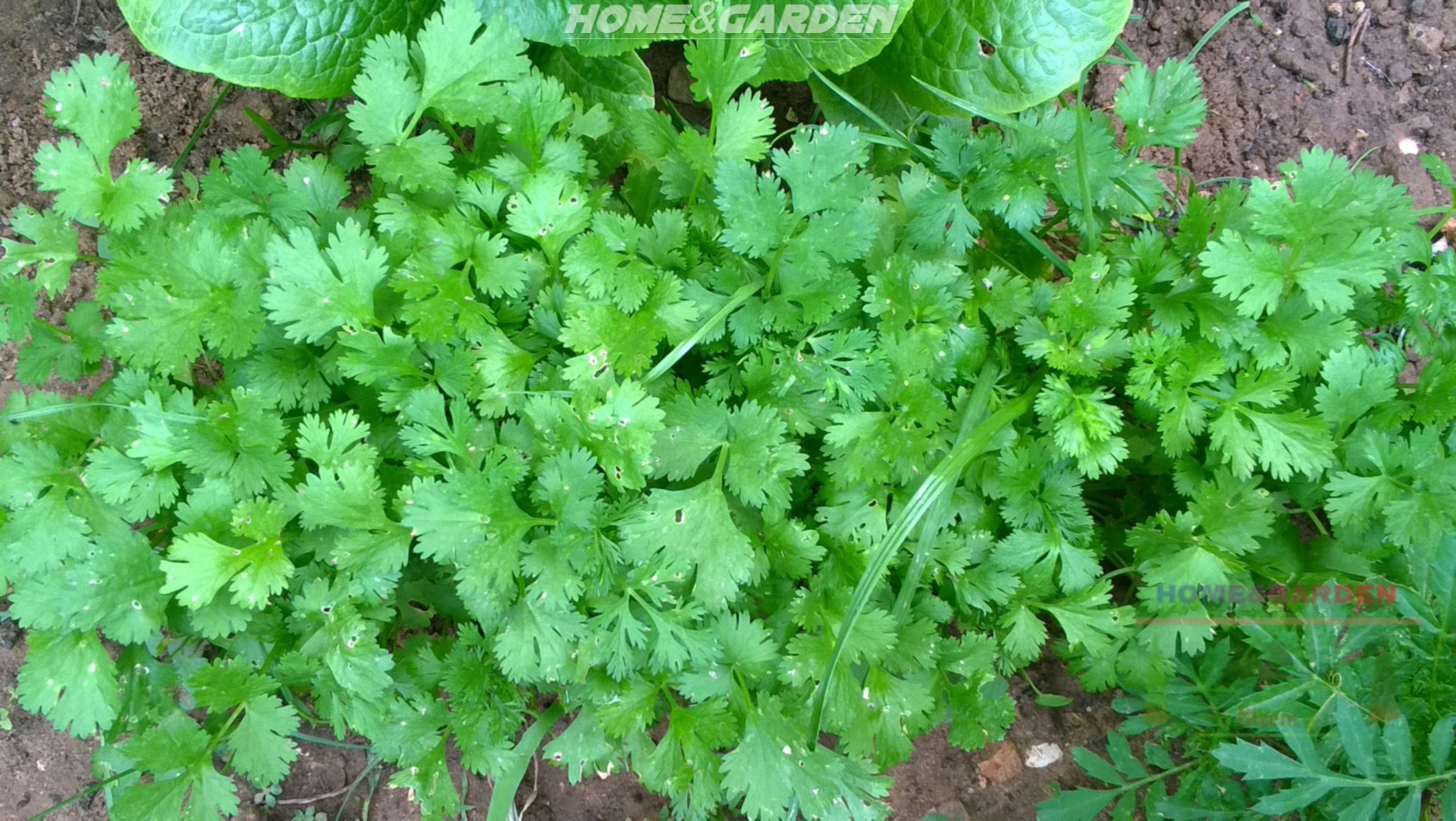 How to Grow Cilantro