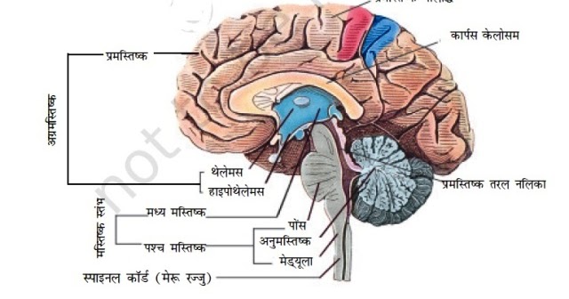 Human Brain Diagram in Hindi - Gayantablet