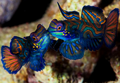Dunia Ikan Ikan 10 Jenis Ikan Hias Air Laut Yang Cantik Dan Unik