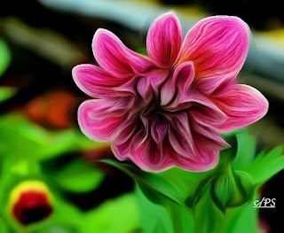 Dahlien, dahlias, dalije, georginer, dalioj, daaliate, dahlias Blumen, flores, Flower, fleurs, květiny, Flores, blomme, blommor, çiçekler, kwiaty, Flor, Hoa, nở hoa, floración, bloom, Kukka, kukinta, La floraison, Fiore
