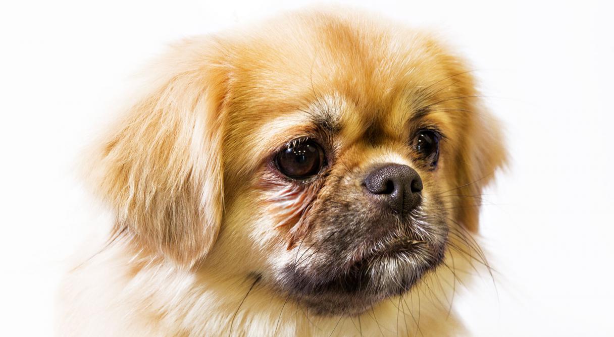 are tibetan spaniel aggressive