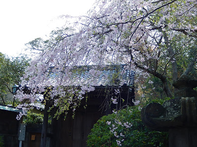 安国論寺の枝垂桜