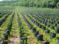 Oil-Palm-Seedling