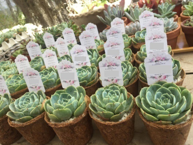 succulents in cocopot wedding souvenirs