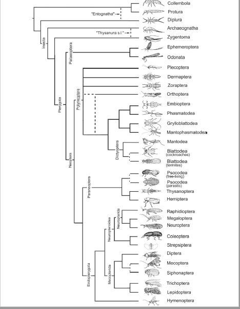 Entomología pura