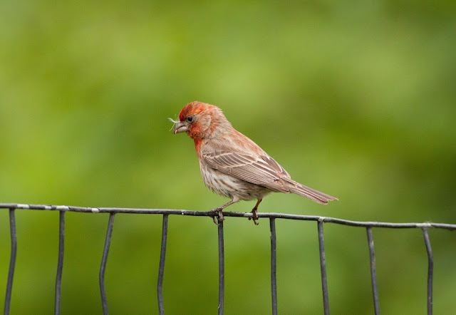 House Finch - Central Park, New York