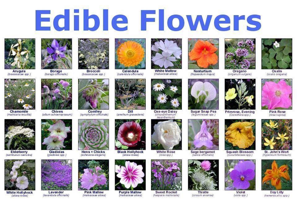 Marco Island Florist Home and Gifts Here's a list of edible flowers...