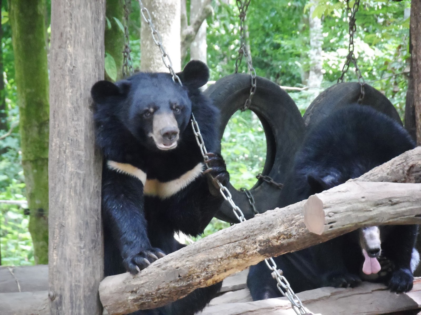 In Her Rambles: Kuang Si Waterfall and Bear Rescue Center - Luang ...