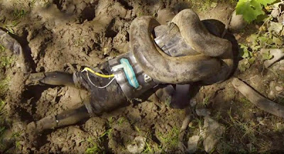 gambar orang dililit ular anaconda