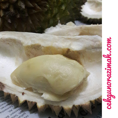 durian kampung, durian kampung murah, durian kampung di banting, beli durian kampung, dusun durian, dusun durian olak lempit, dusun durian di banting