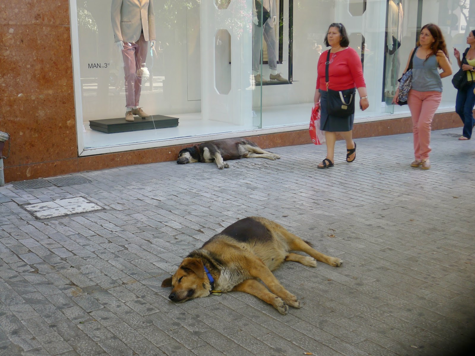 The TouristLoving Dogs of Greece