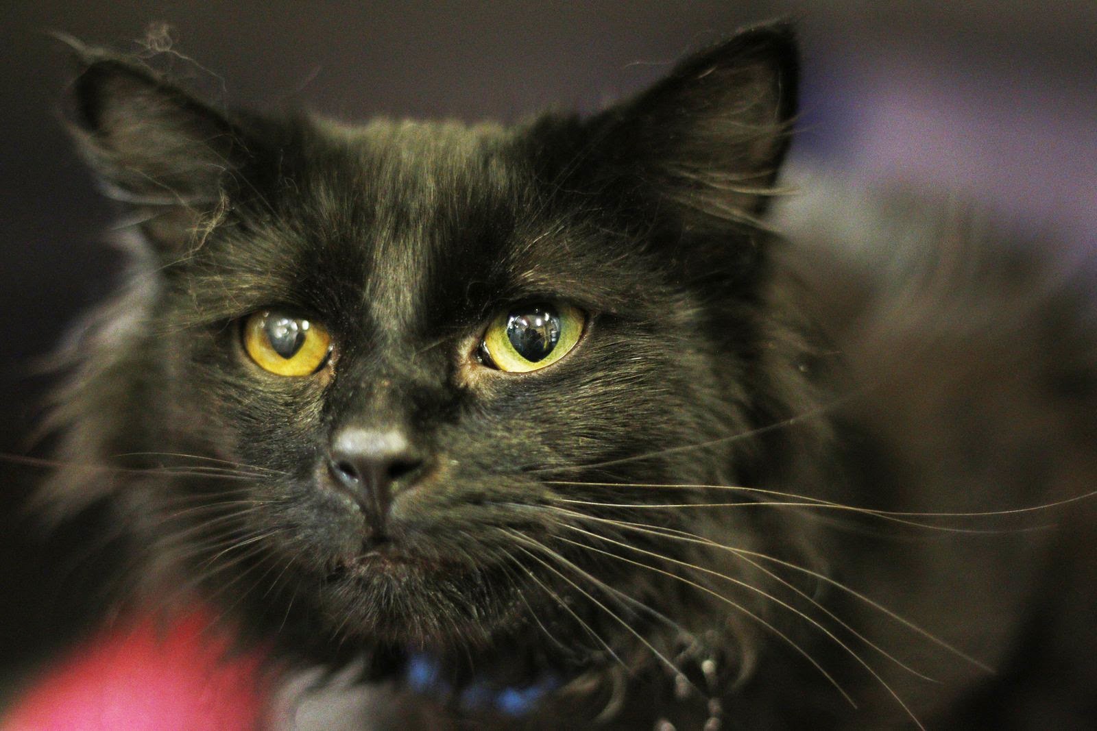 Shelter Dogs of Portland MCAS Cats for adoption!