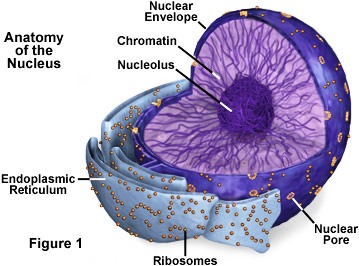 Nucleolus Structure and Function