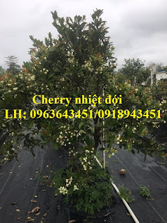 Cung cấp cây giống, cây trưởng thành cherry anh đào, cherry Mỹ, cherry Brazil, cherry nhiệt đới xịn Cung cấp cây giống, cây trưởng thành cherry anh đào, cherry Mỹ, cherry Brazil, cherry nhiệt đới xịn